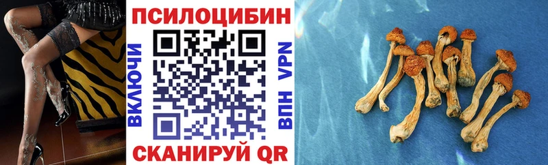 Псилоцибиновые грибы Psilocybe  Кола 